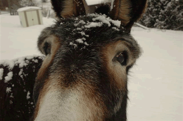 Daisey the donkey