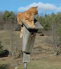 Cat Tangerinne photo