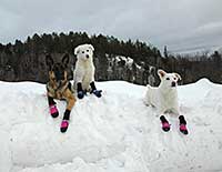 3 Dogs on a snow bank photo